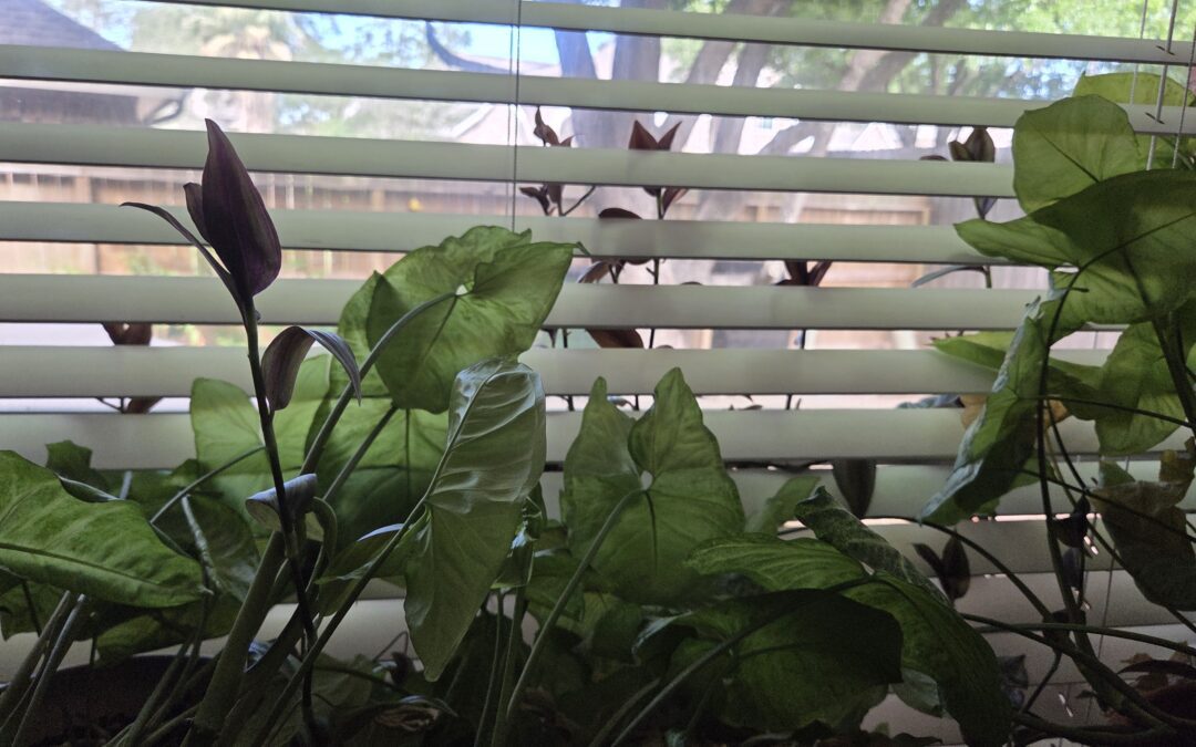 Future Frittered Away: Day 6 of National Poetry Month