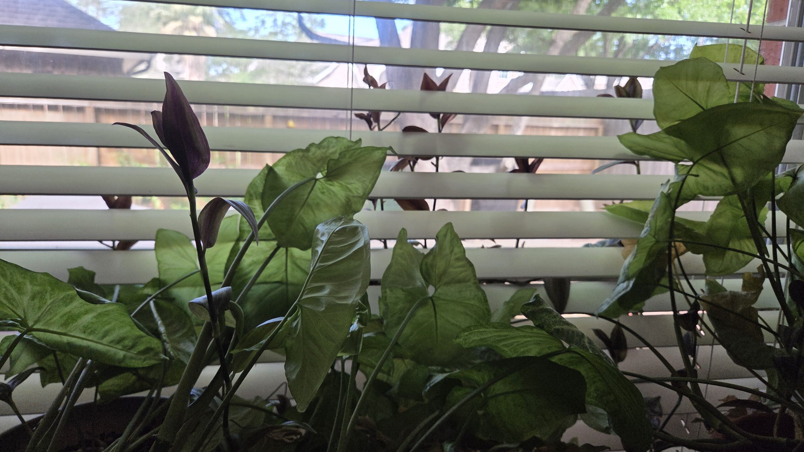 I don't deserve plants. A photo of my garden - accurately described in the second poem in this post.