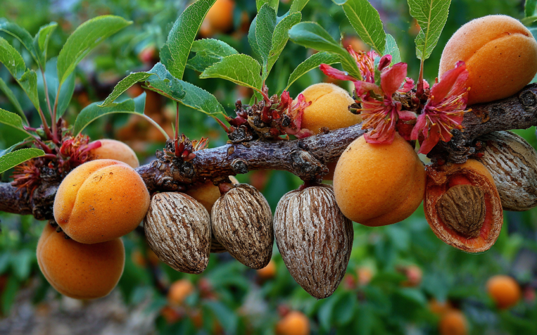 Apricots: a Tanka Encompassing Three Prompts